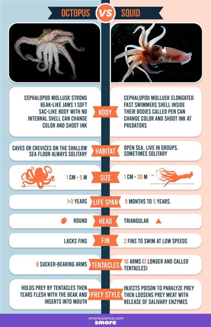 Difference between squid and calamari