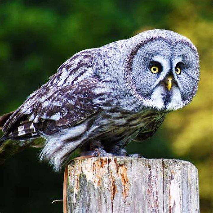 Grey Owl
