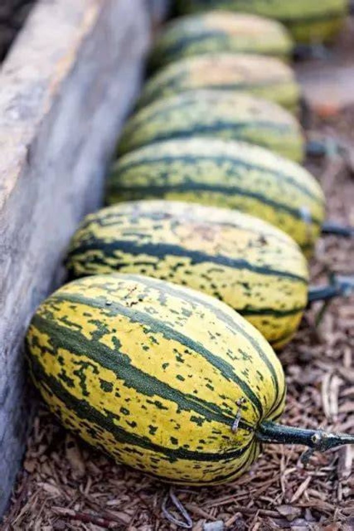 How to store delicata squash