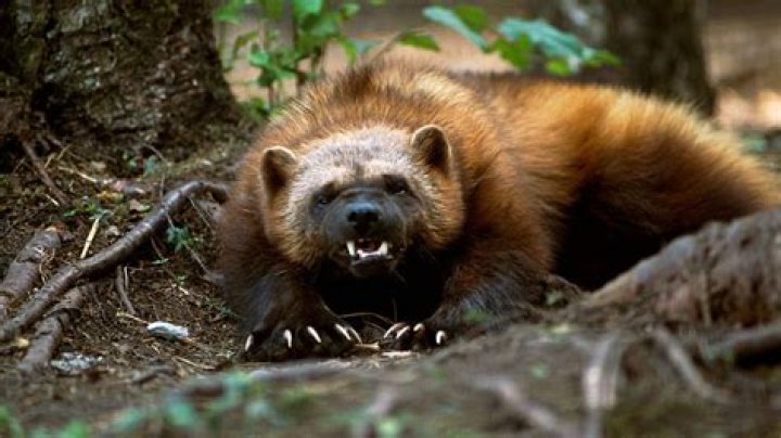 The Wolverine