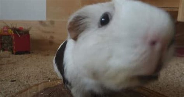 What does guinea pig hooting mean