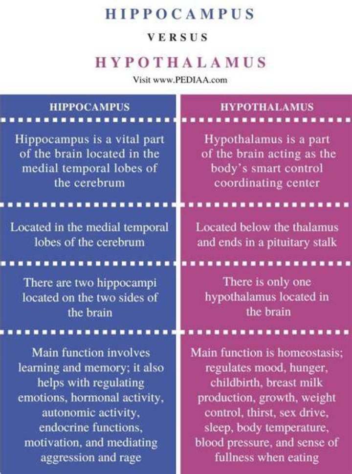 What is the Difference Between Hippocampus and Hypothalamus