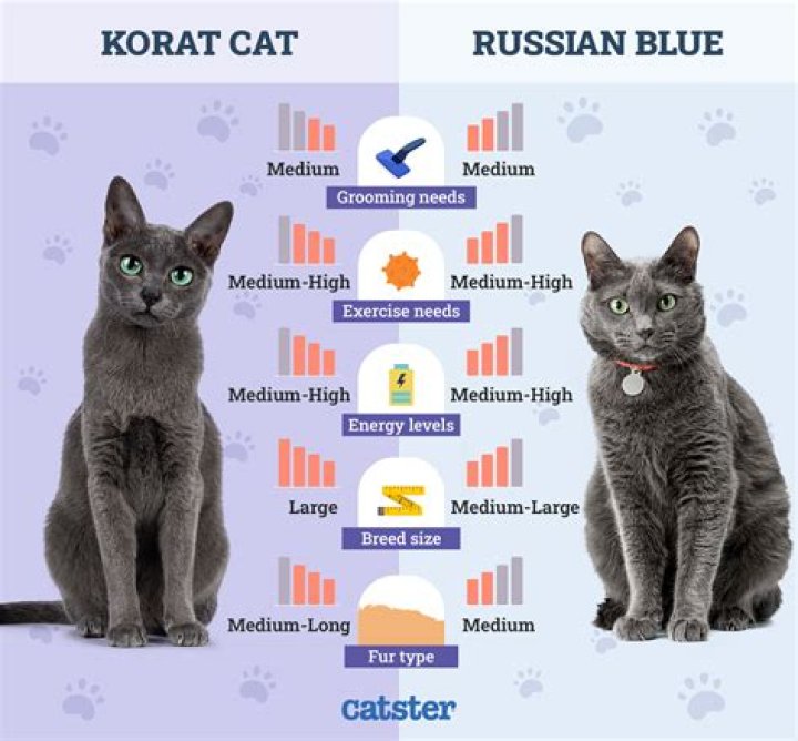 What is the Difference Between Korat and Russian Blue