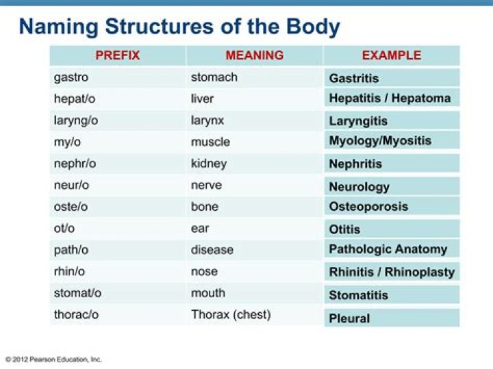 What is the prefix for liver